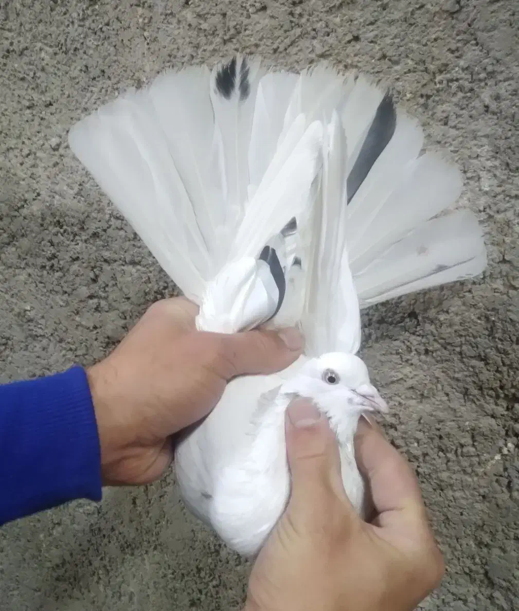 کفتر غریب گیری|پرنده|رباطکریم, شترخوار|دیوار