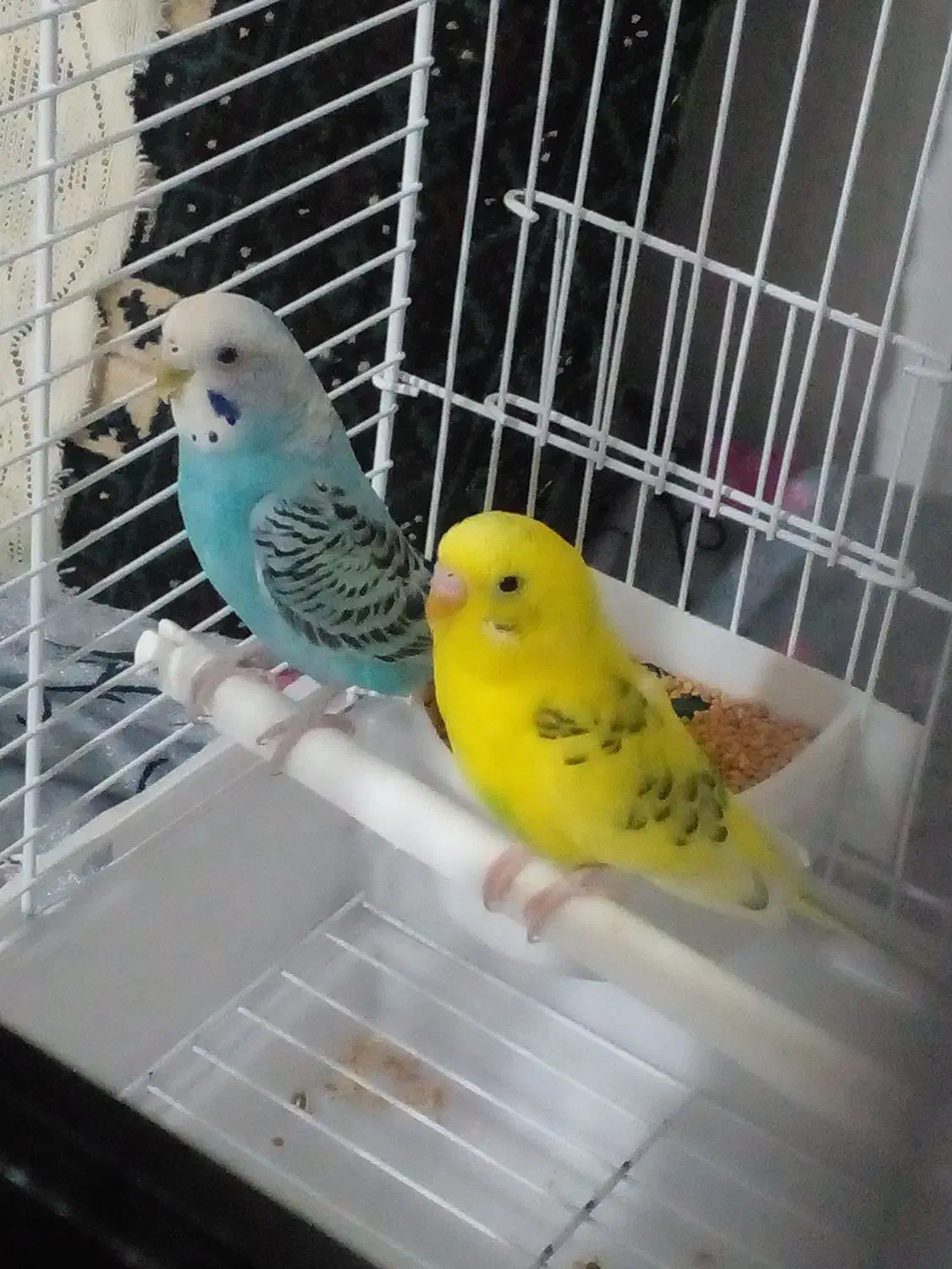 مرغ عشق جفت فروشی|پرنده|رودسر, |دیوار