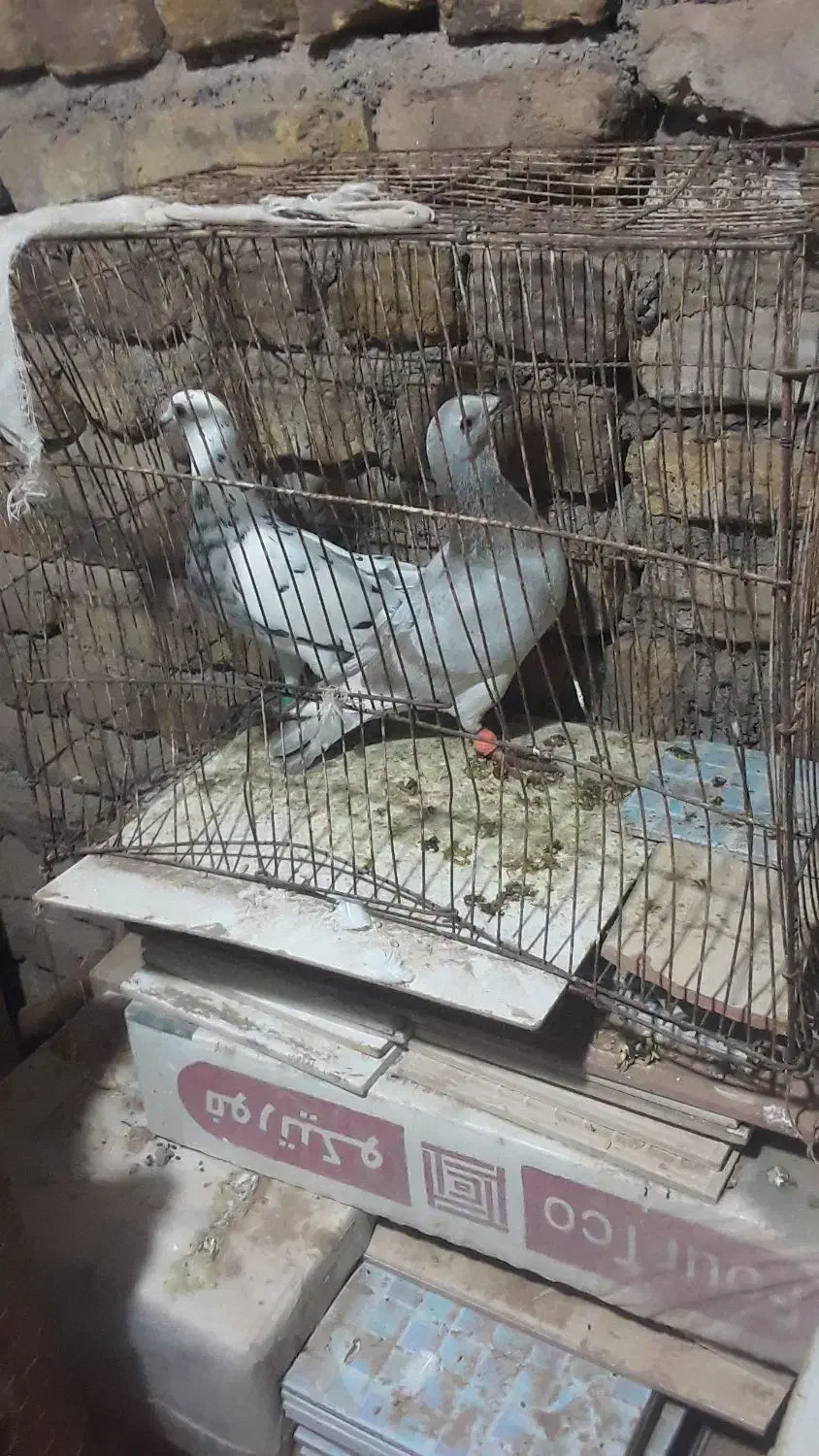 ۱۰۰۰۰|پرنده|نصر آباد, |دیوار