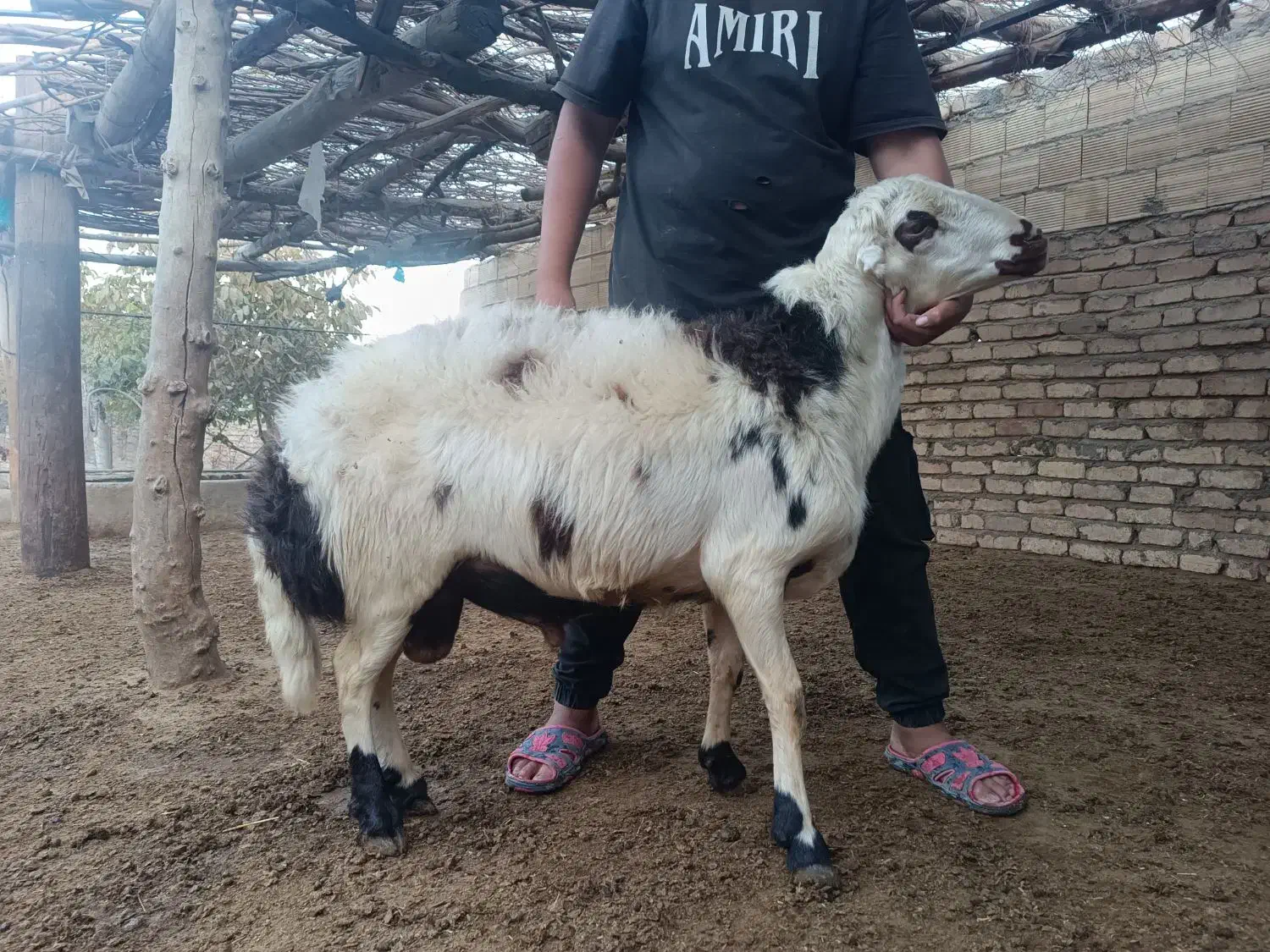 با سلام یک راس کوعه قورچ|حیوانات مزرعه|بروجرد, |دیوار