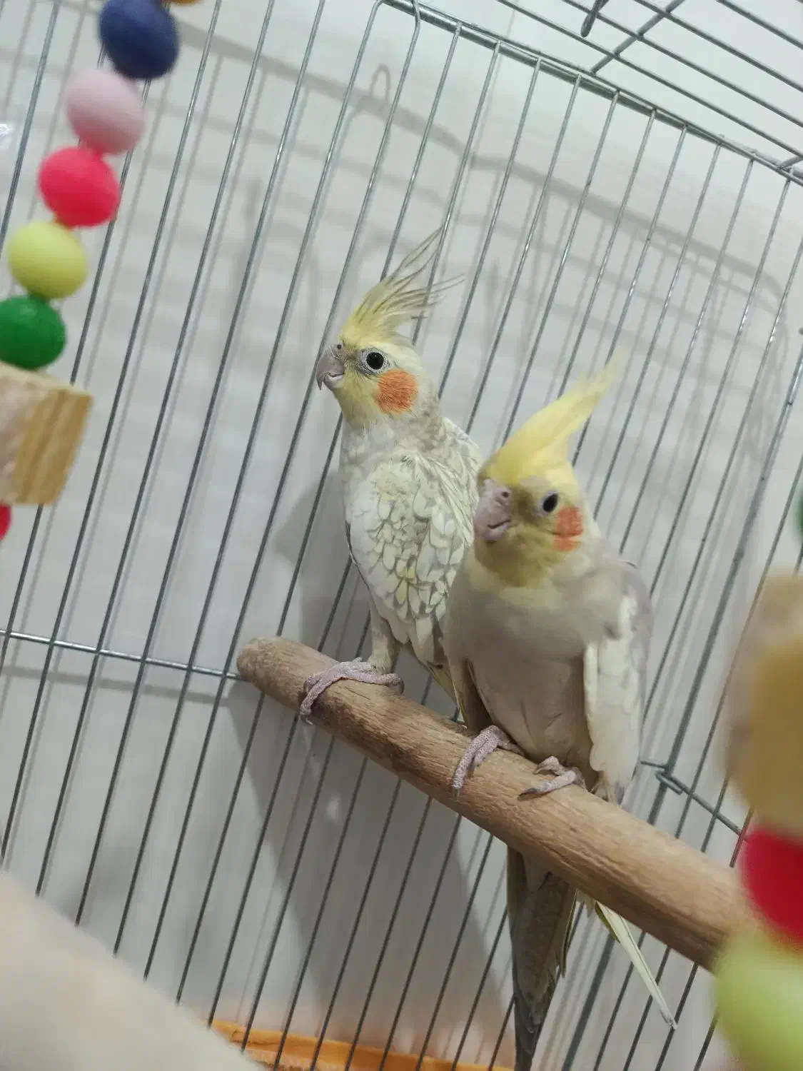 عروس هلندی|پرنده|کهک, |دیوار