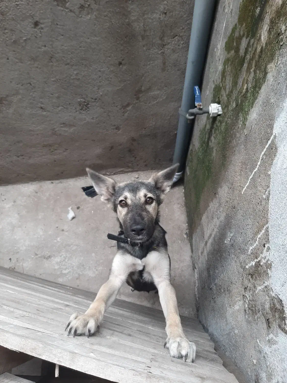 سگ ماده دلبر|سگ|رشت, ترمینال|دیوار