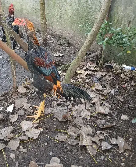 جوجه خروس اوشامو پشت اتیشی(لاری)|حیوانات مزرعه|رشت, سیا اسطلخ|دیوار