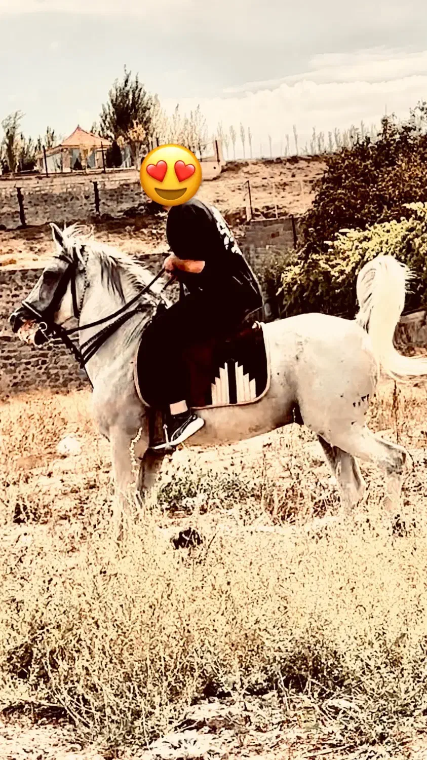 اسب|اسب و تجهیزات اسب‌سواری|اردبیل, |دیوار