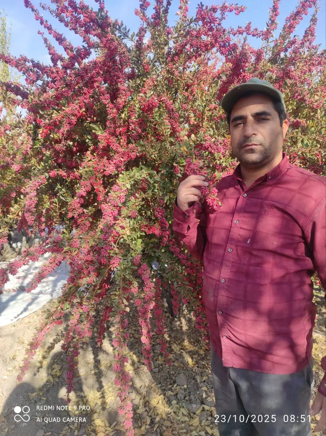 فروش نهال زرشک از تولید کننده نه دلال|خدمات باغبانی و درختکاری|سده (خراسان جنوبی), |دیوار