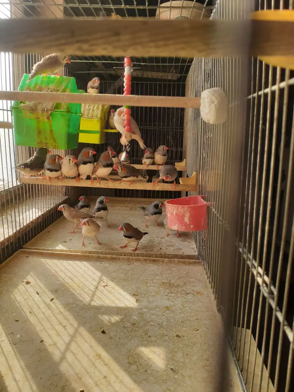 فروش پرنده فنچ|پرنده|قزوین, |دیوار