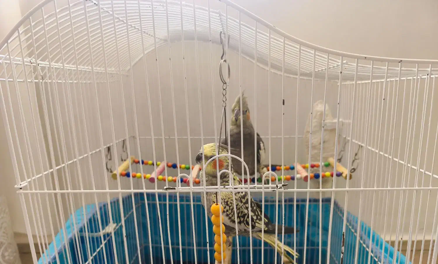 عروس هلندی با قفس|پرنده|نقده, |دیوار