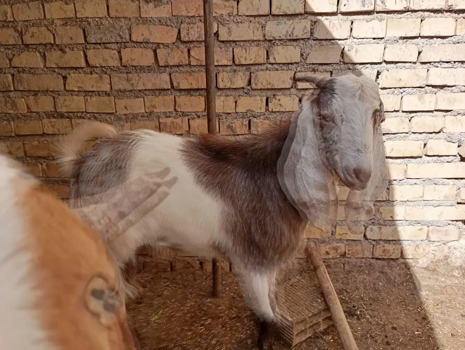 بز بیگ|حیوانات مزرعه|دزفول, |دیوار
