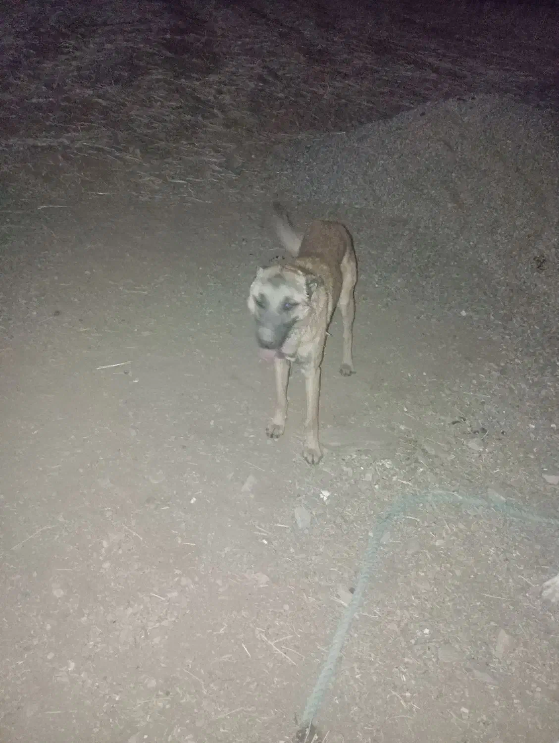 فروش سگ نگهبان گرگی|سگ|اسدآباد, |دیوار