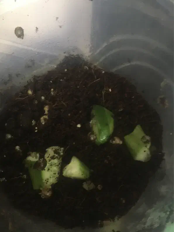 تخم حلزون|خزنده|یزد, |دیوار