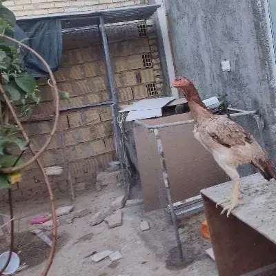 مرغ|حیوانات مزرعه|ابریشم, |دیوار