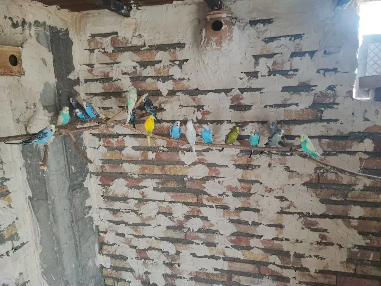 مرغ عشق|پرنده|ارس, |دیوار