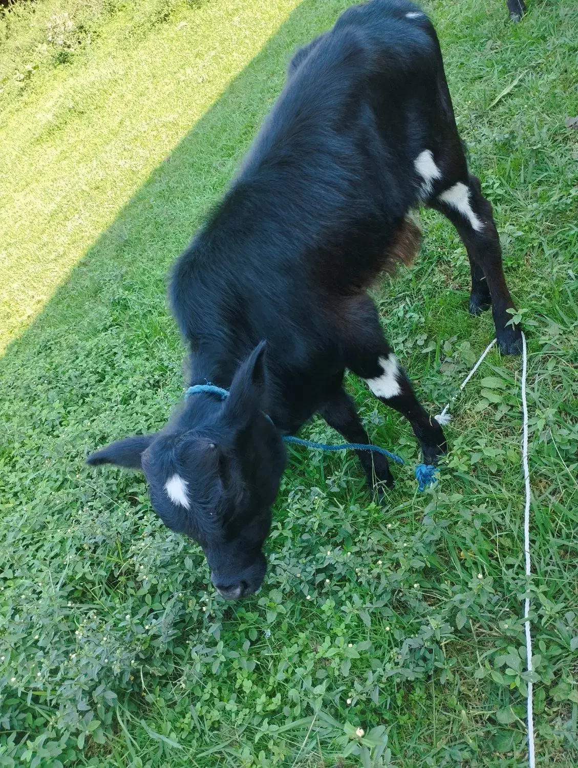 دو عدد ورزا کوله یا گاو نر|حیوانات مزرعه|صومعه‌سرا, |دیوار