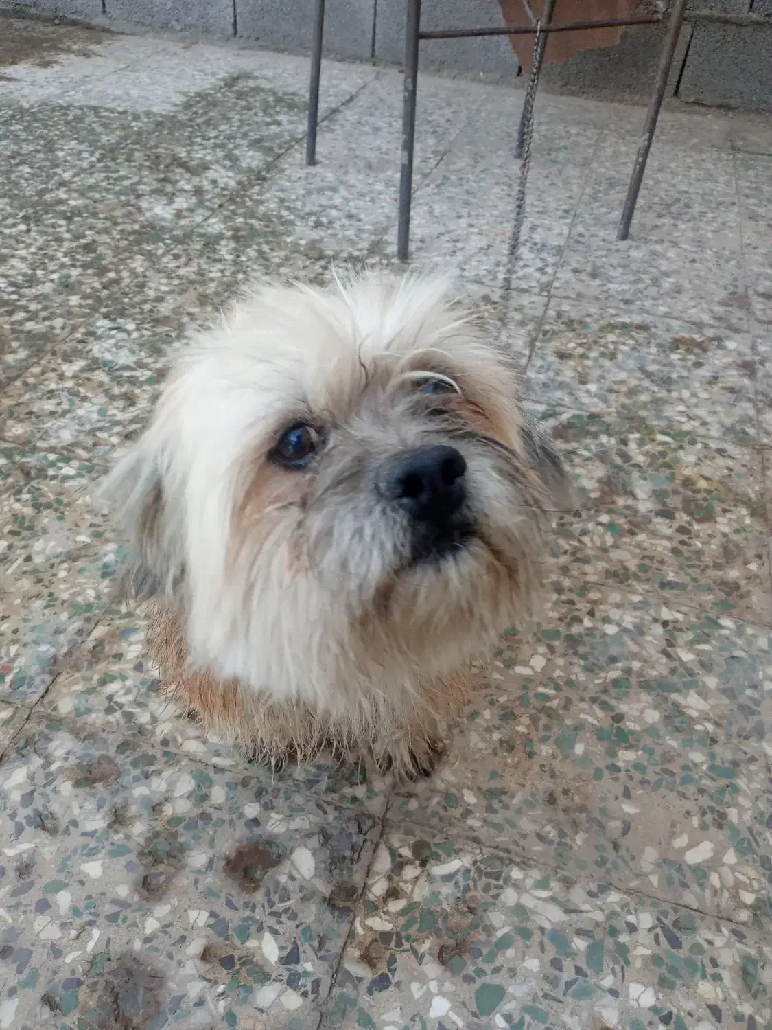 توله سگ پاکوتاه|سگ|سیرجان, |دیوار