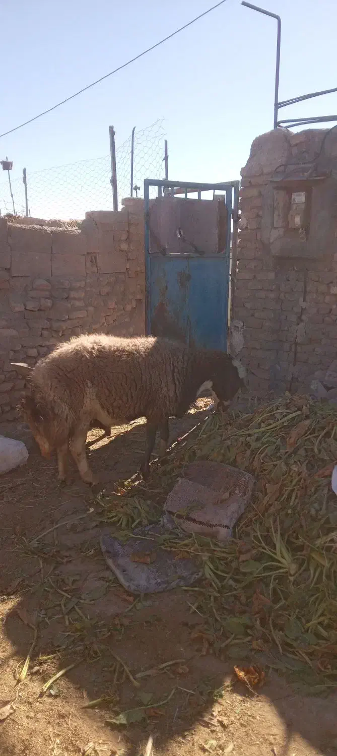 قوچ افشاری|حیوانات مزرعه|نیمبلوک, |دیوار