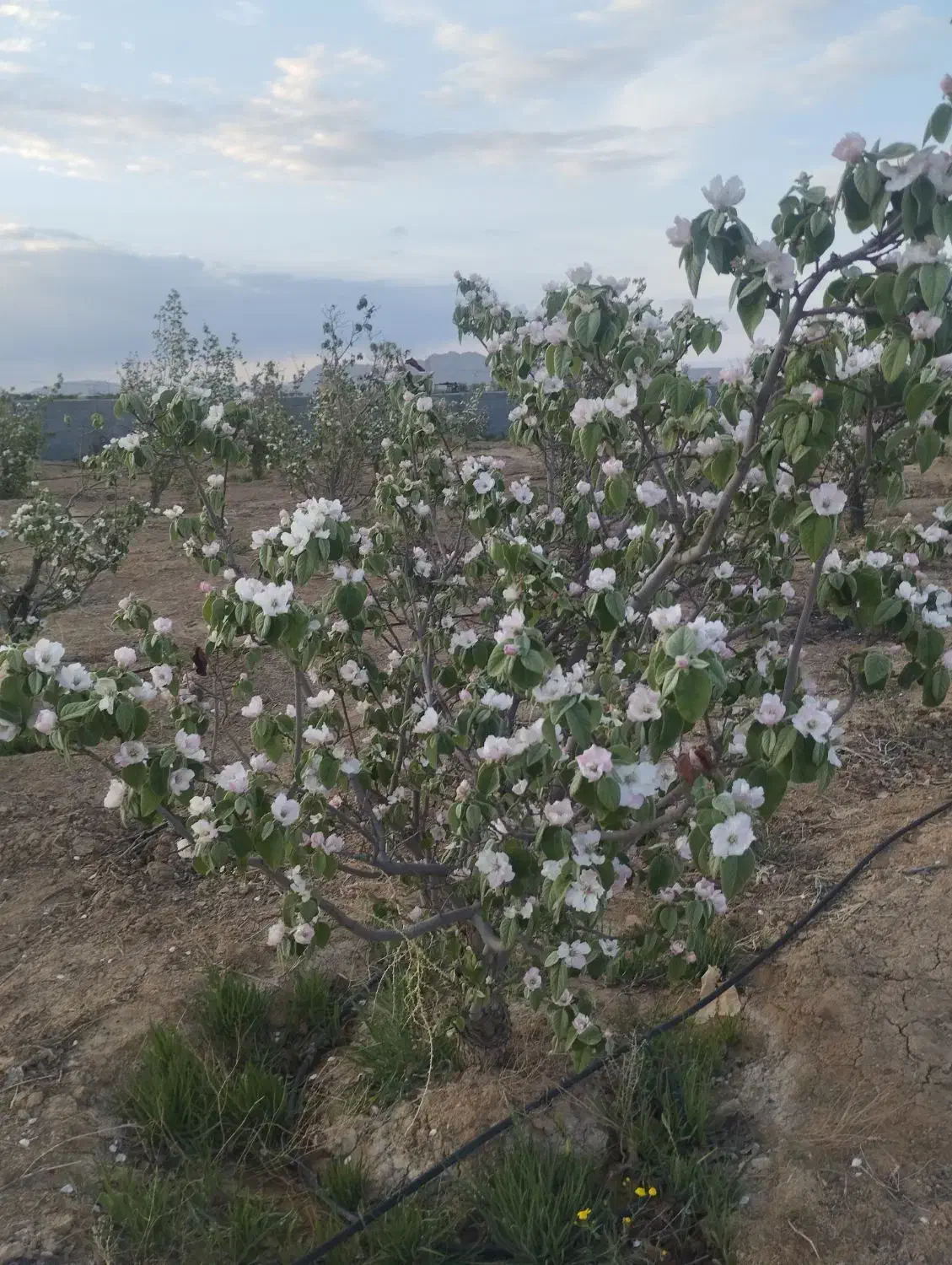 فروش باغ در گرگاب|فروش دفتر صنعتی، کشاورزی، تجاری|شاهینشهر, گرگاب|دیوار