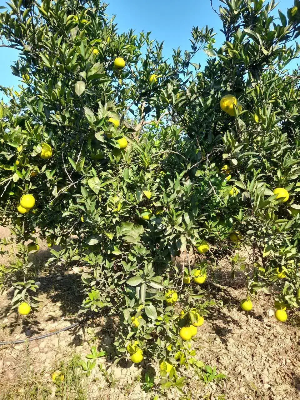 پرتقال خونی فوق‌العاده شیرین  کیلویی ۴۵ فروش|عمده‌فروشی|بابل, |دیوار