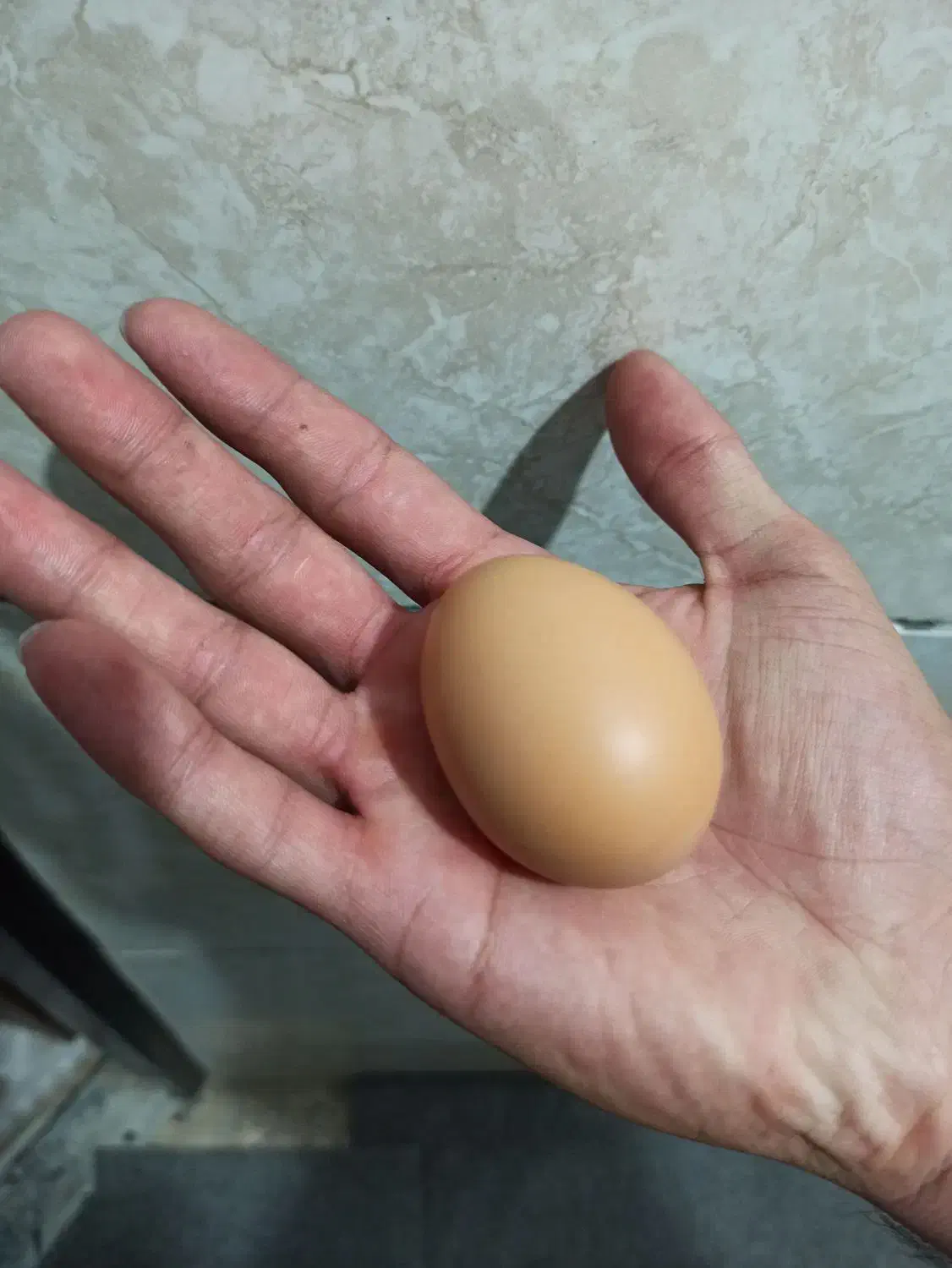 تخم مرغ محلی خاص و کاملا طبیعی|خوردنی و آشامیدنی|مشهد, سپاد|دیوار