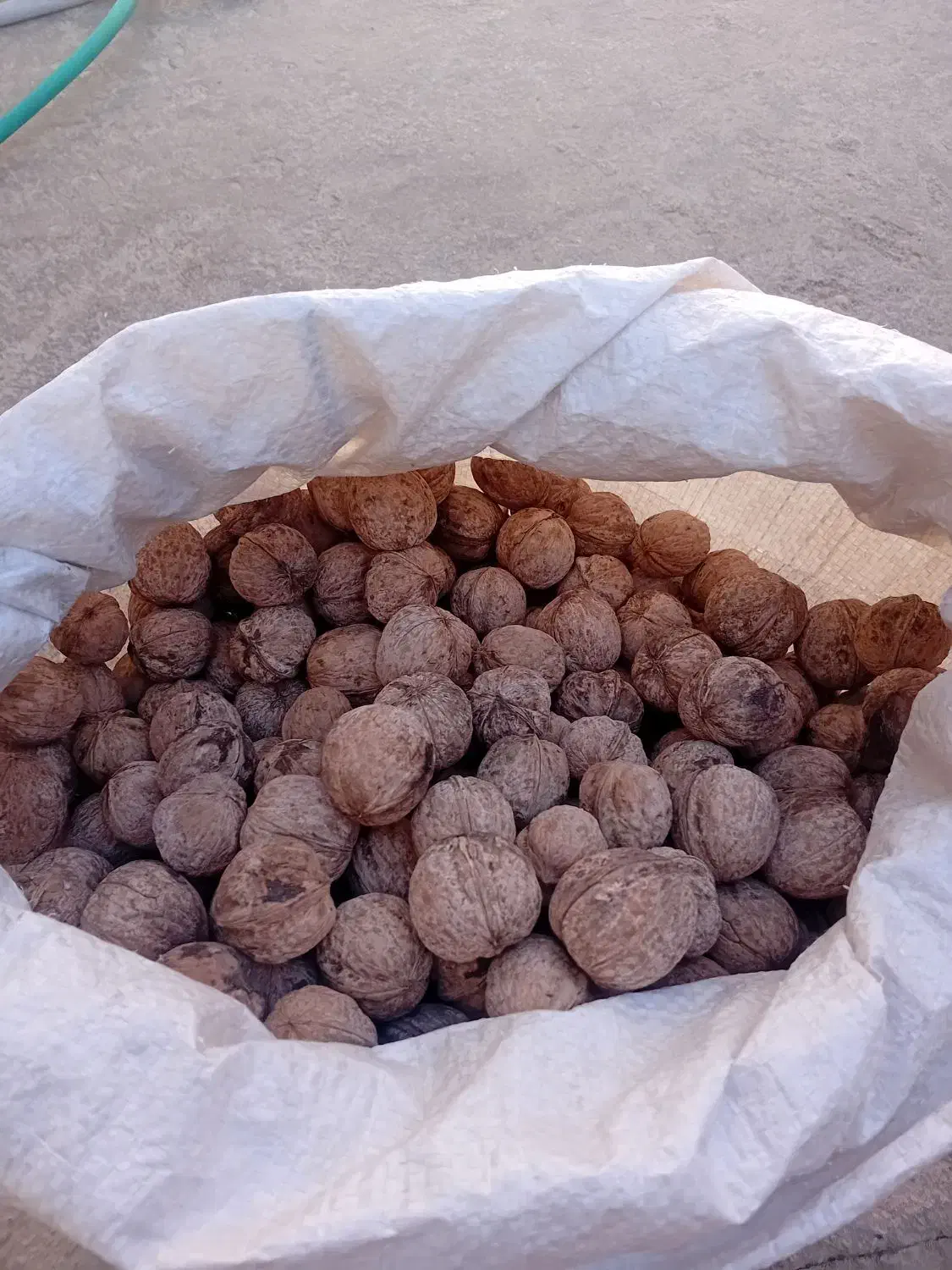 حدود ۵۰ کیلو گردو تازه امسال|خوردنی و آشامیدنی|اردل, |دیوار