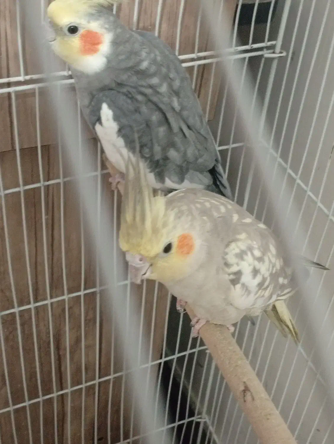 ۲ جفت عروس|پرنده|دوگنبدان, |دیوار