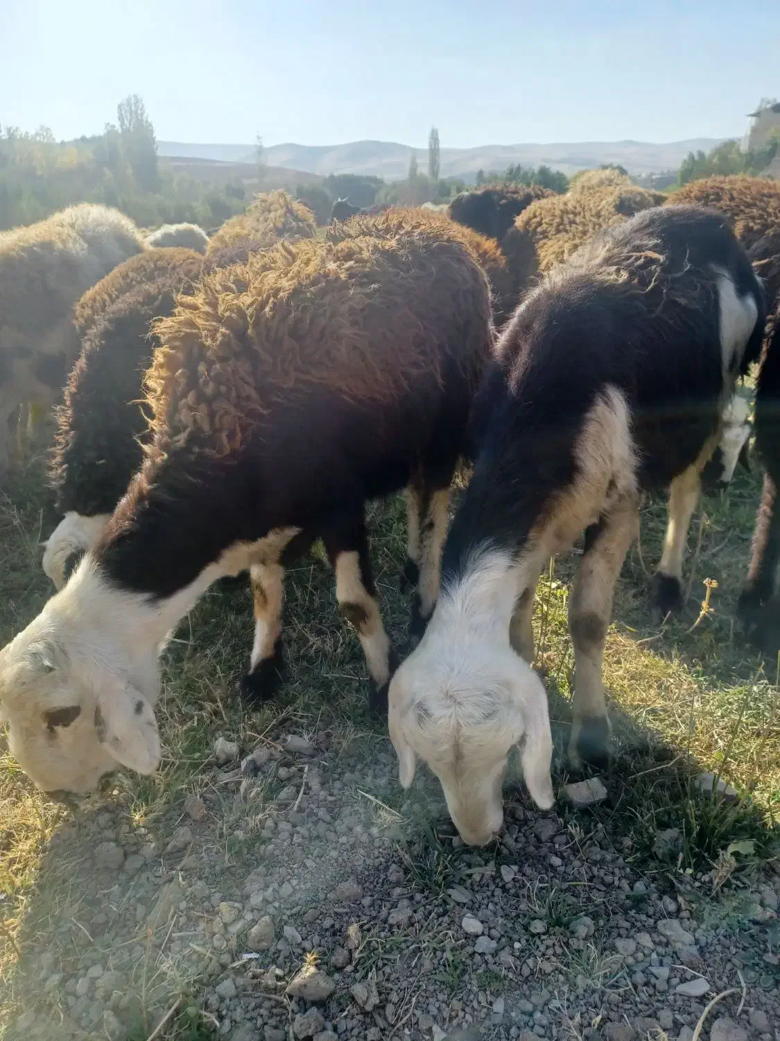 گوسفند.قوچ|حیوانات مزرعه|سیلاخور, |دیوار