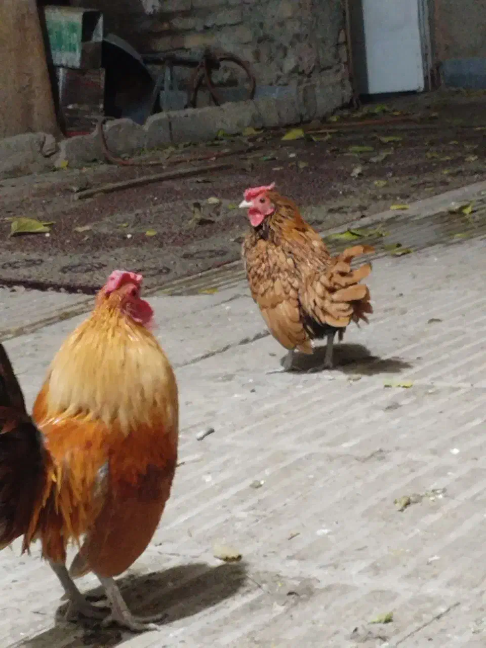 مرغ و خروس سبرایت ژاپنی|حیوانات مزرعه|پاکدشت, پاکدشت (مامازند)|دیوار