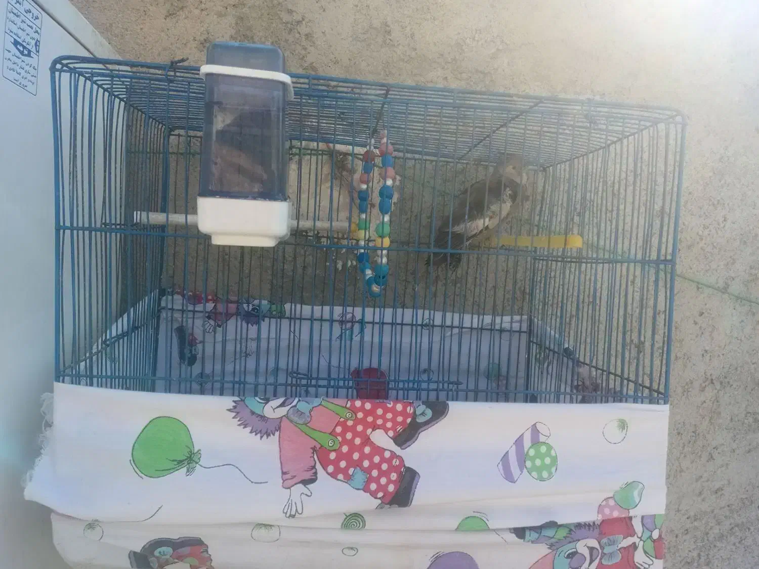 عروس هلندی ماده|پرنده|لالجین, |دیوار