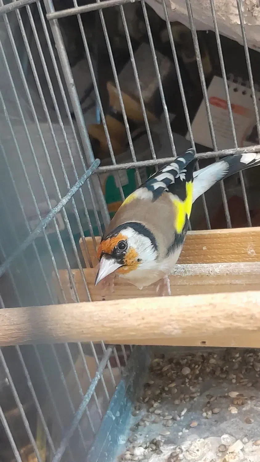 سهره گل بلند نر|پرنده|شیراز, شهرک جماران|دیوار