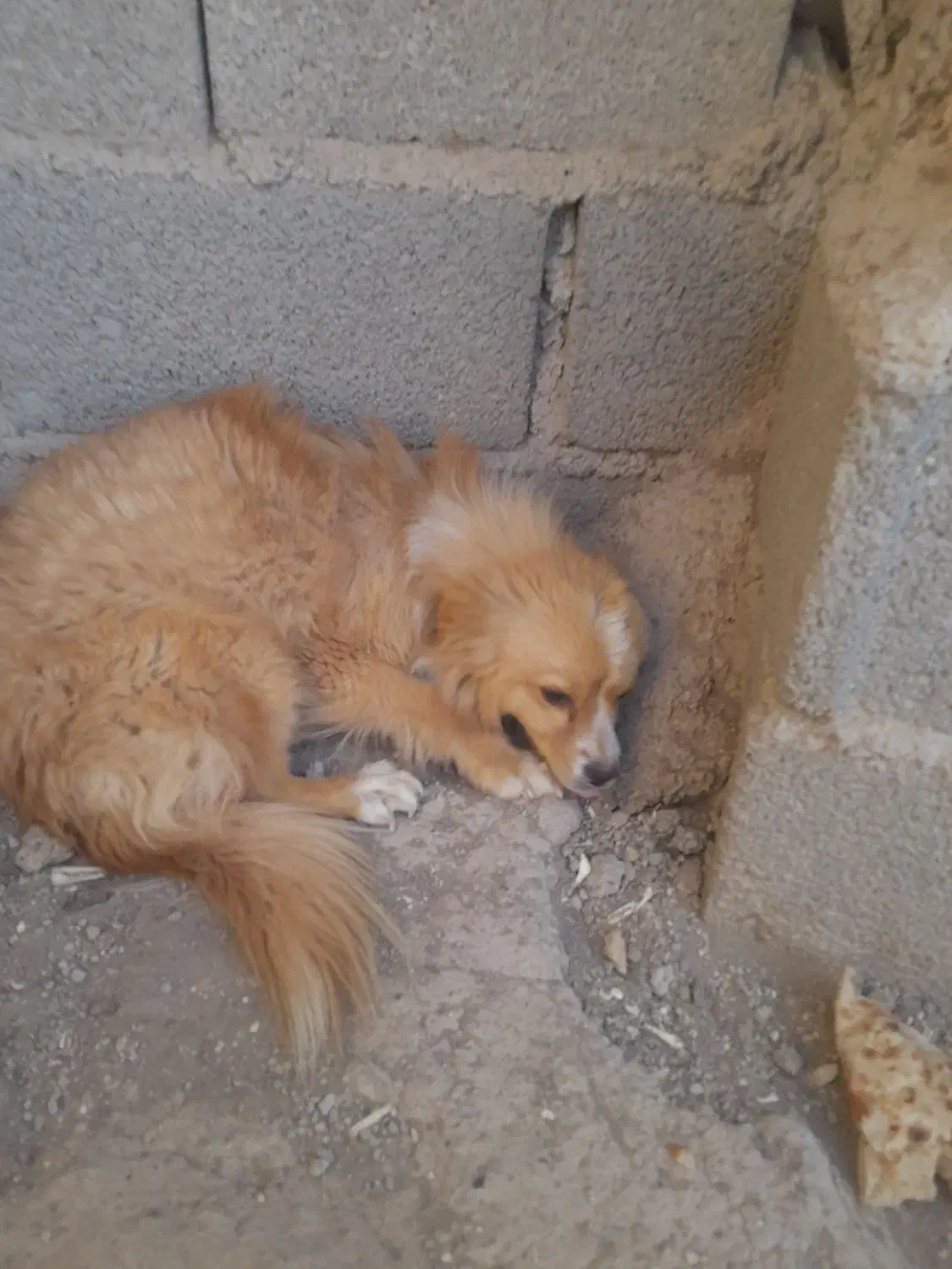 یک سگ فروشی دارم  نر|سگ|صباشهر, |دیوار