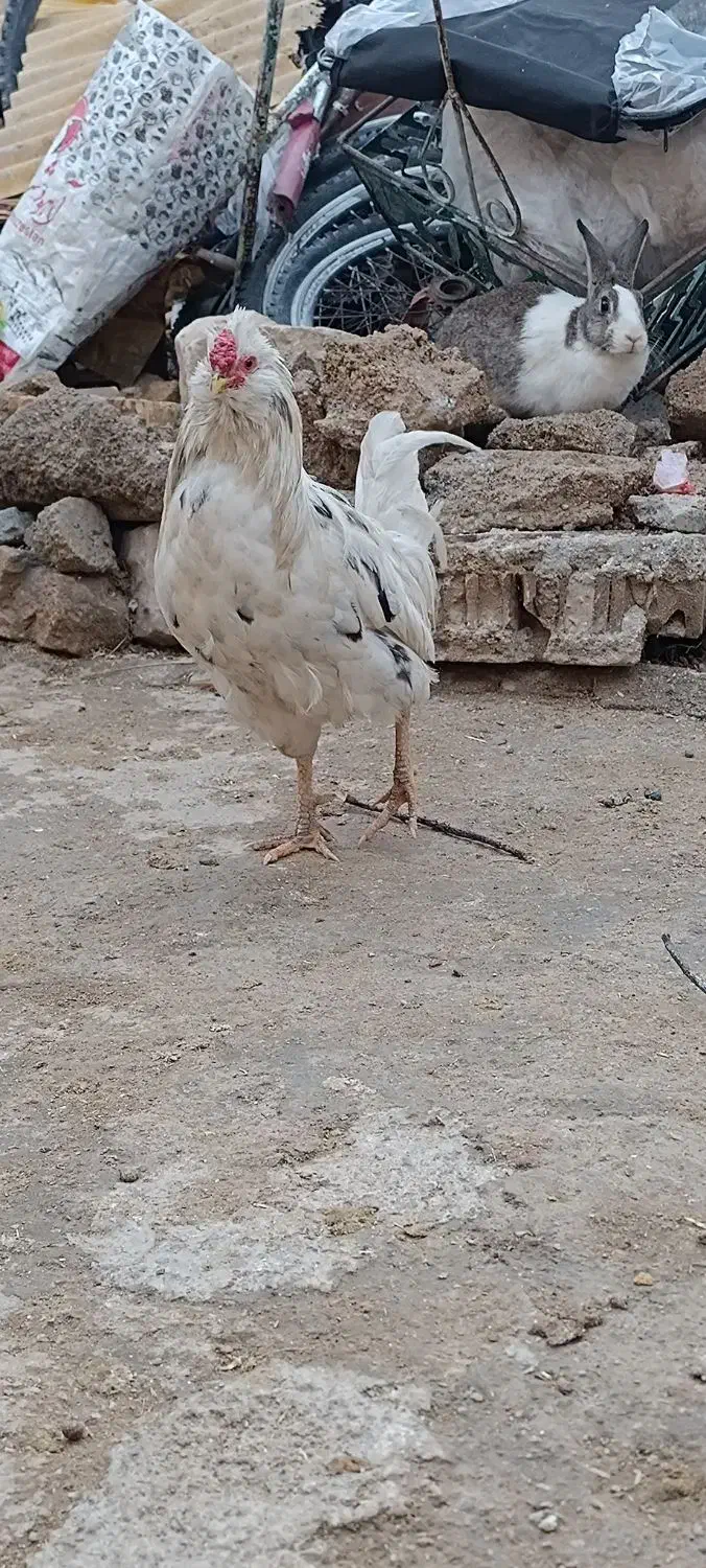 خروس گلین و کوردی|حیوانات مزرعه|چرداول, |دیوار