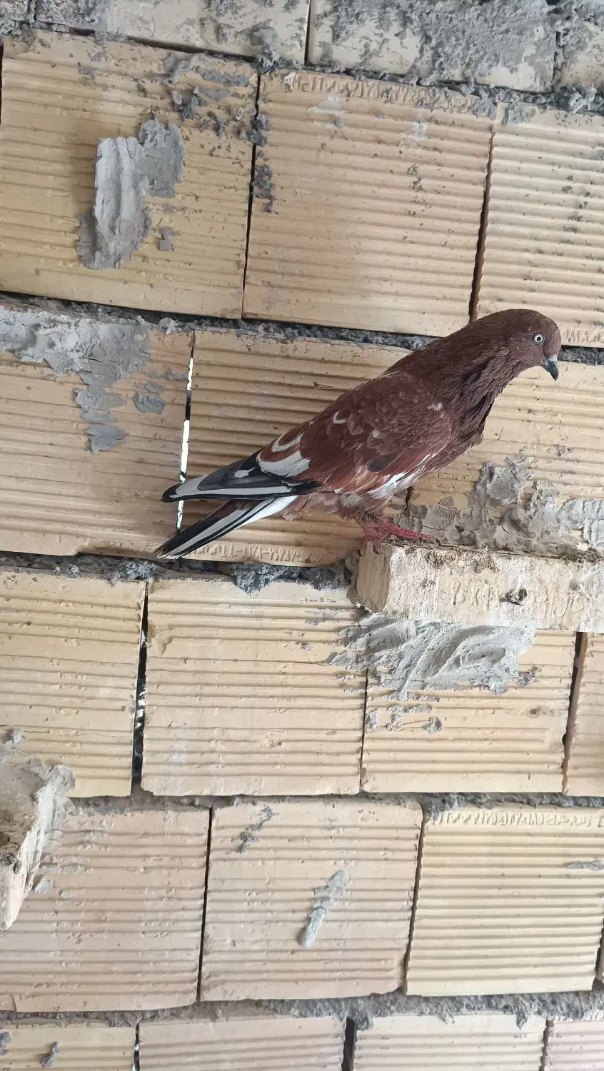 چنتا پرنده گرفتنی کله ای سرخ وسیاه هندی سبز|پرنده|بندر ماهشهر, |دیوار