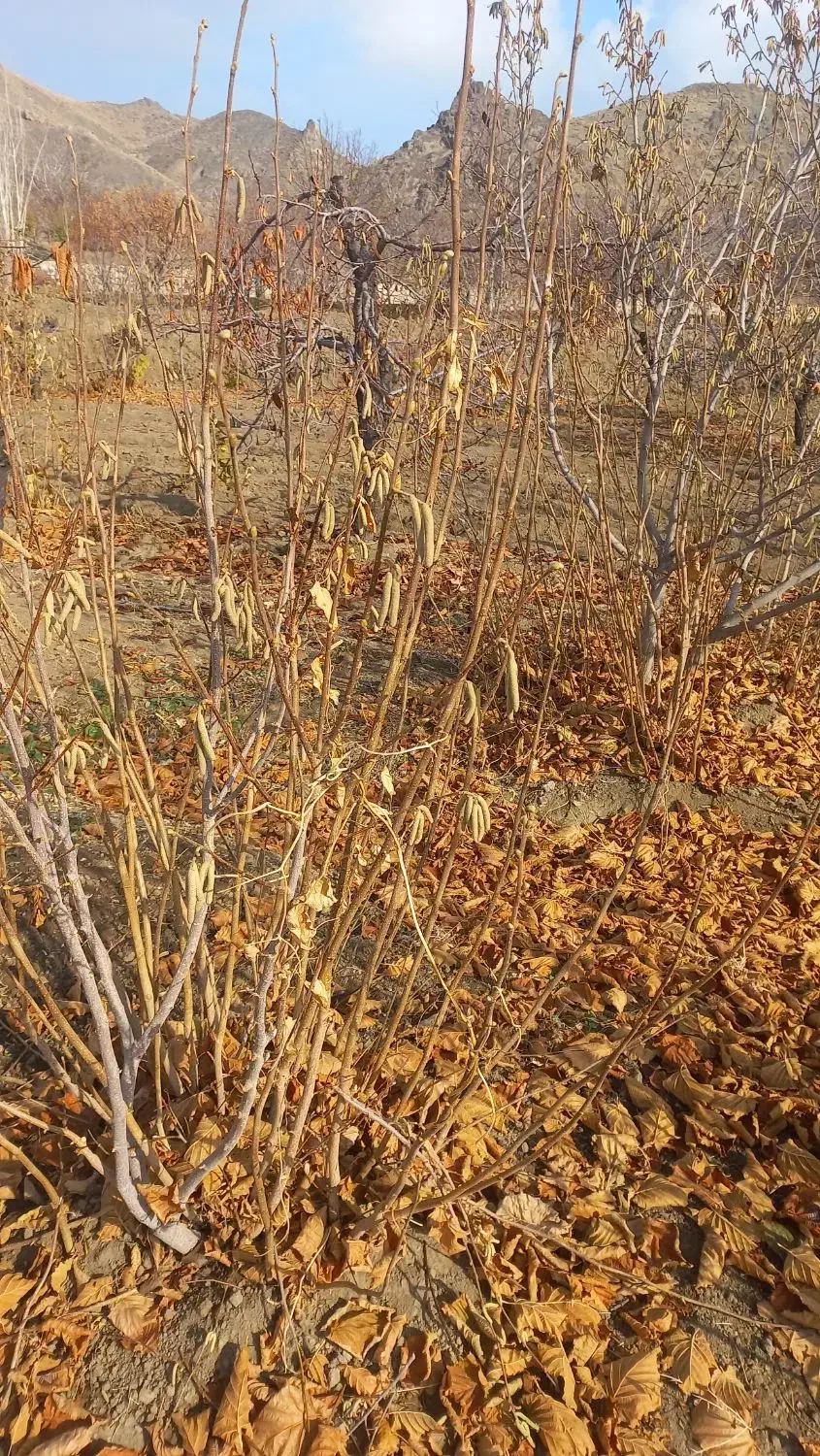 نهال فندق|خدمات باغبانی و درختکاری|سبزوار, همت|دیوار