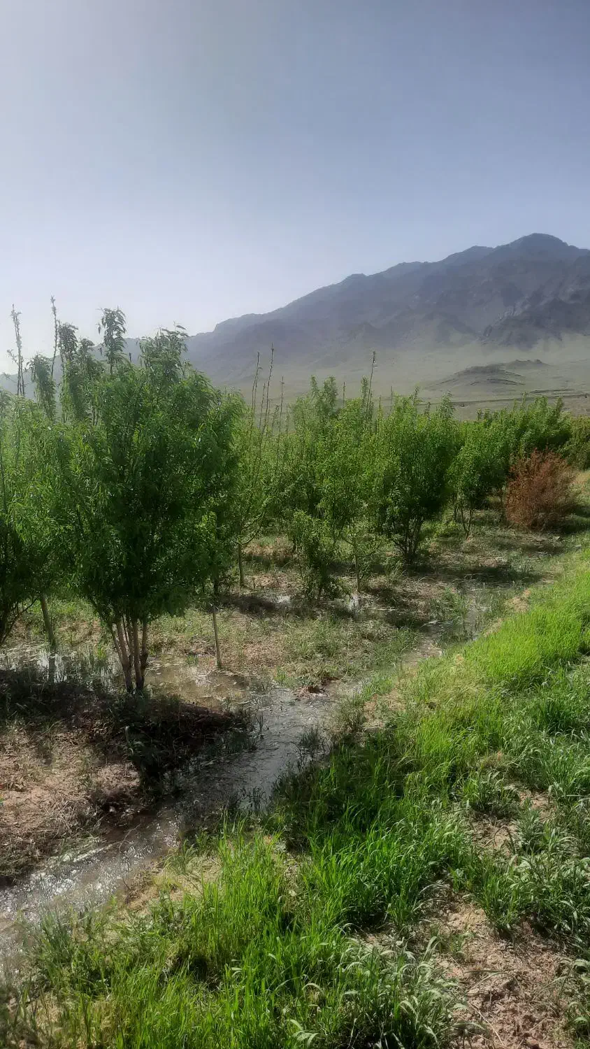 باغ در روستای زواریان|فروش زمین و ملک کلنگی|سلفچگان, |دیوار