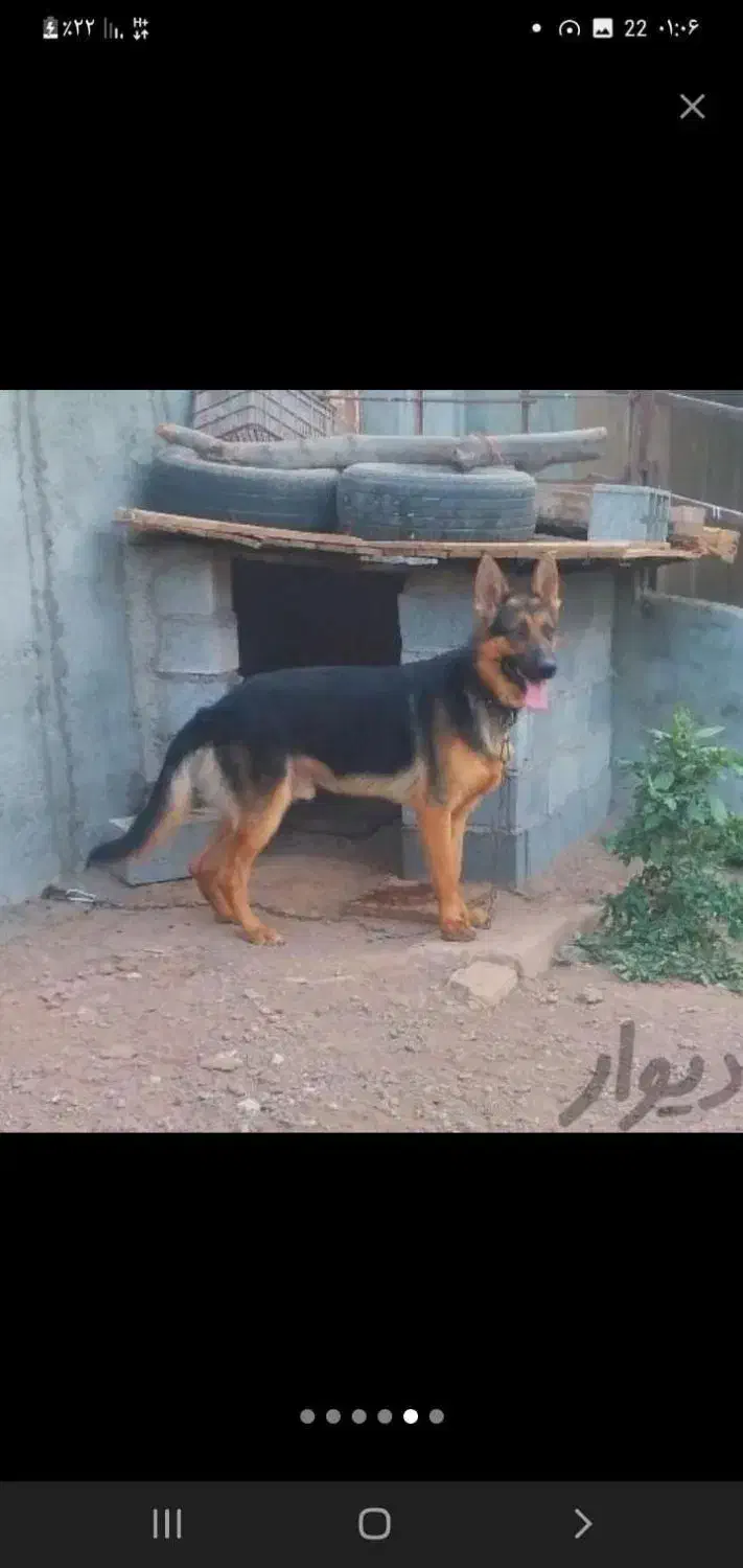سگ ژرمن باورکینگ شولاین جهت معاوضه|سگ|قزوین, |دیوار