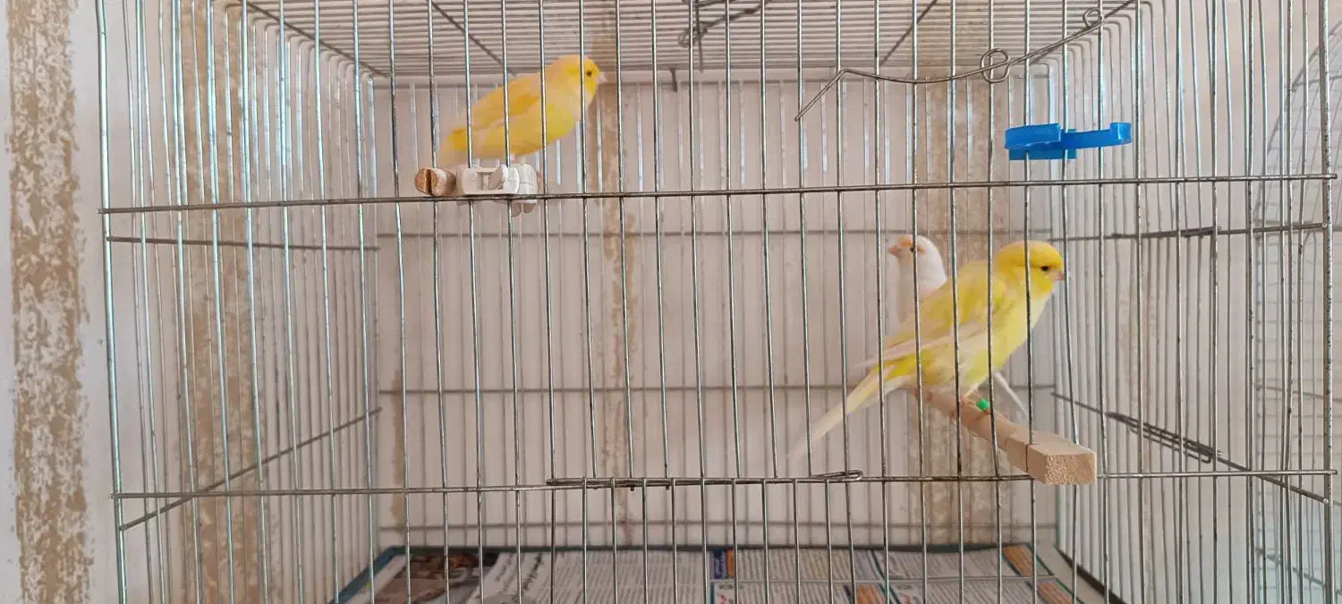 قناری|پرنده|دلیجان, |دیوار