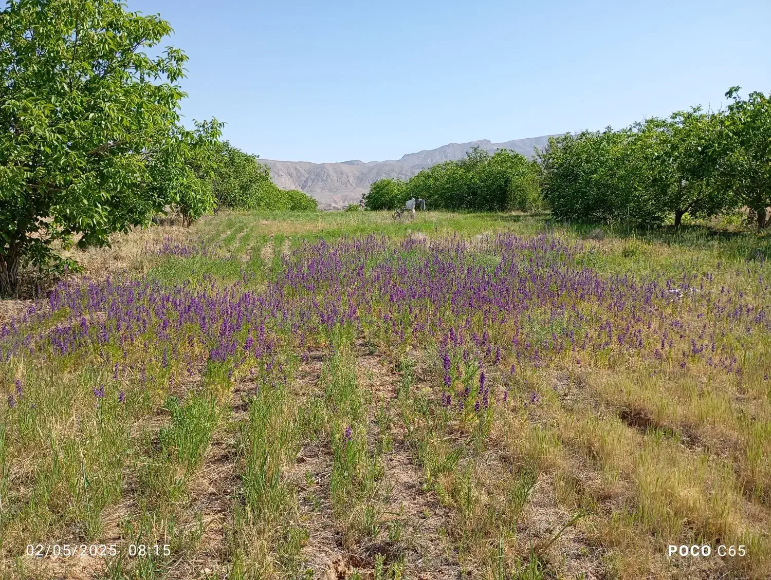 زمین و باغ|فروش دفتر صنعتی، کشاورزی، تجاری|اسفراین, |دیوار