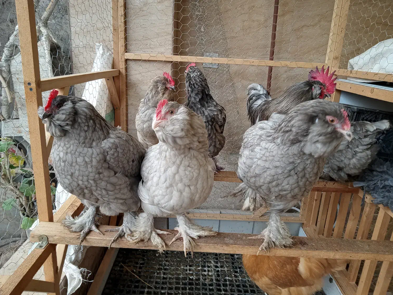 تخم نطفه دار مرندی طوسی|حیوانات مزرعه|آستانه اشرفیه, |دیوار