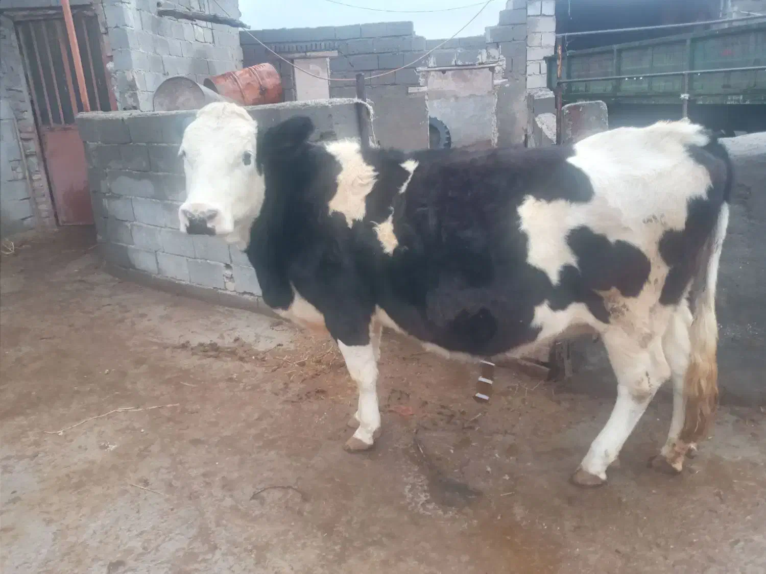 گاو سیمتال|حیوانات مزرعه|لیلان, |دیوار