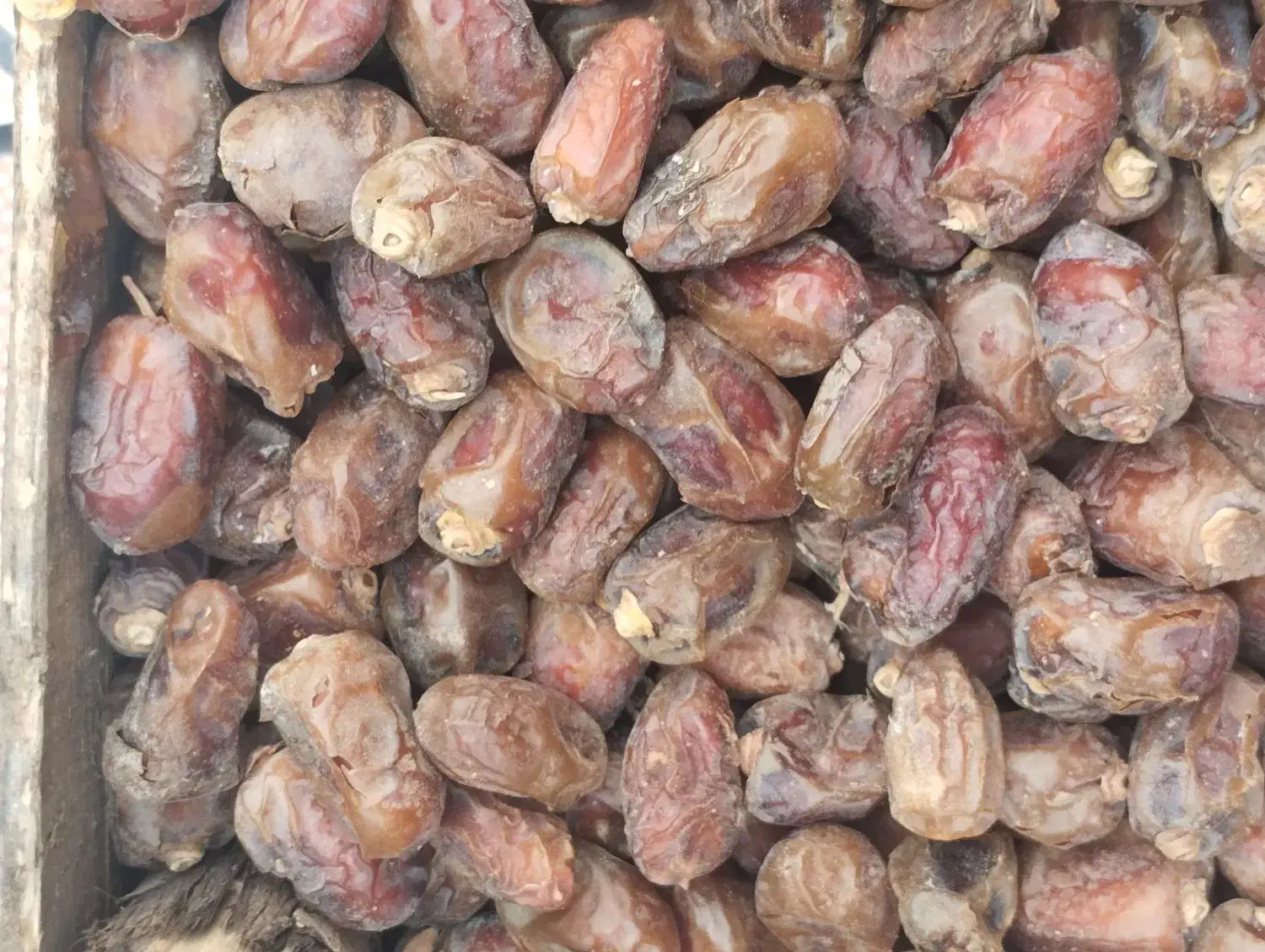 خرما خضراوی..|خوردنی و آشامیدنی|اهواز, کارون|دیوار