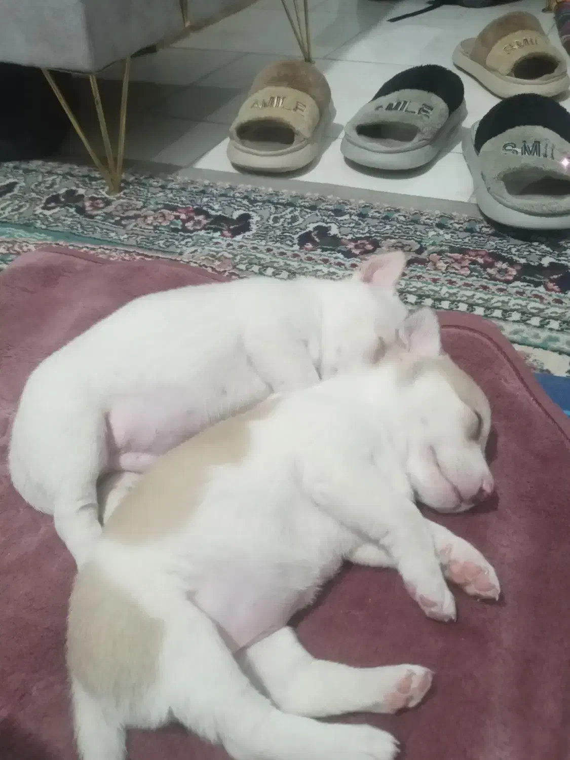 واگذاری توله پاکوتاه نژاد دارمعاوضه باپرنده|سگ|مشهد, کشف|دیوار