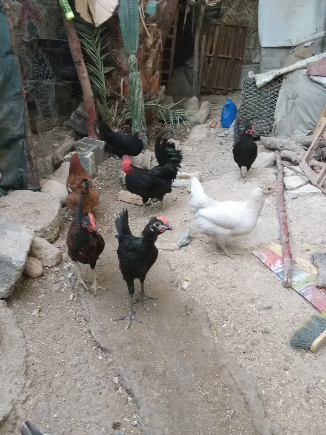 تعدادی مرغ و فروش محلی به فروش میرسد|حیوانات مزرعه|بندر دیر, |دیوار