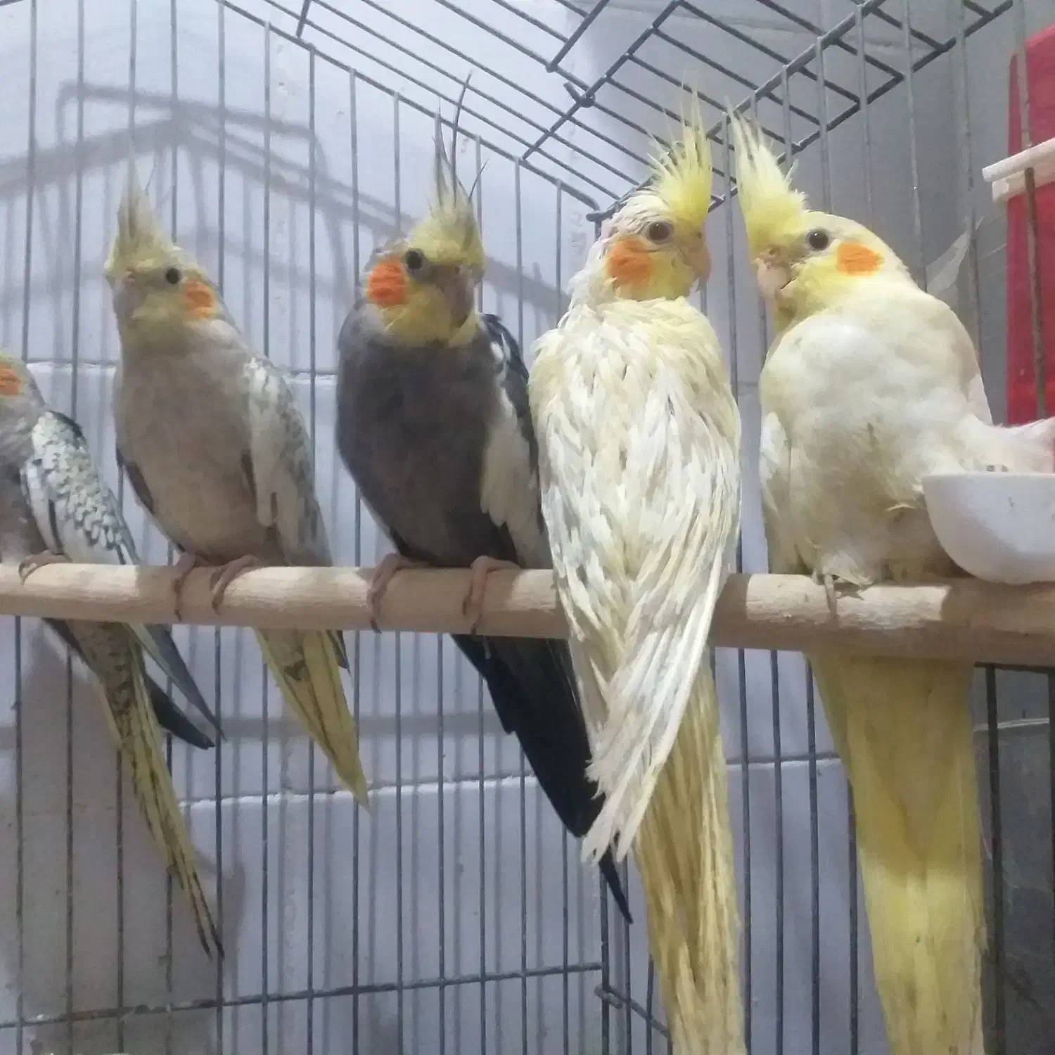 یک جفت عروس هلندی،۳جوجه دوماه ویکجفت مرغ عشق سفید|پرنده|آبادان, |دیوار