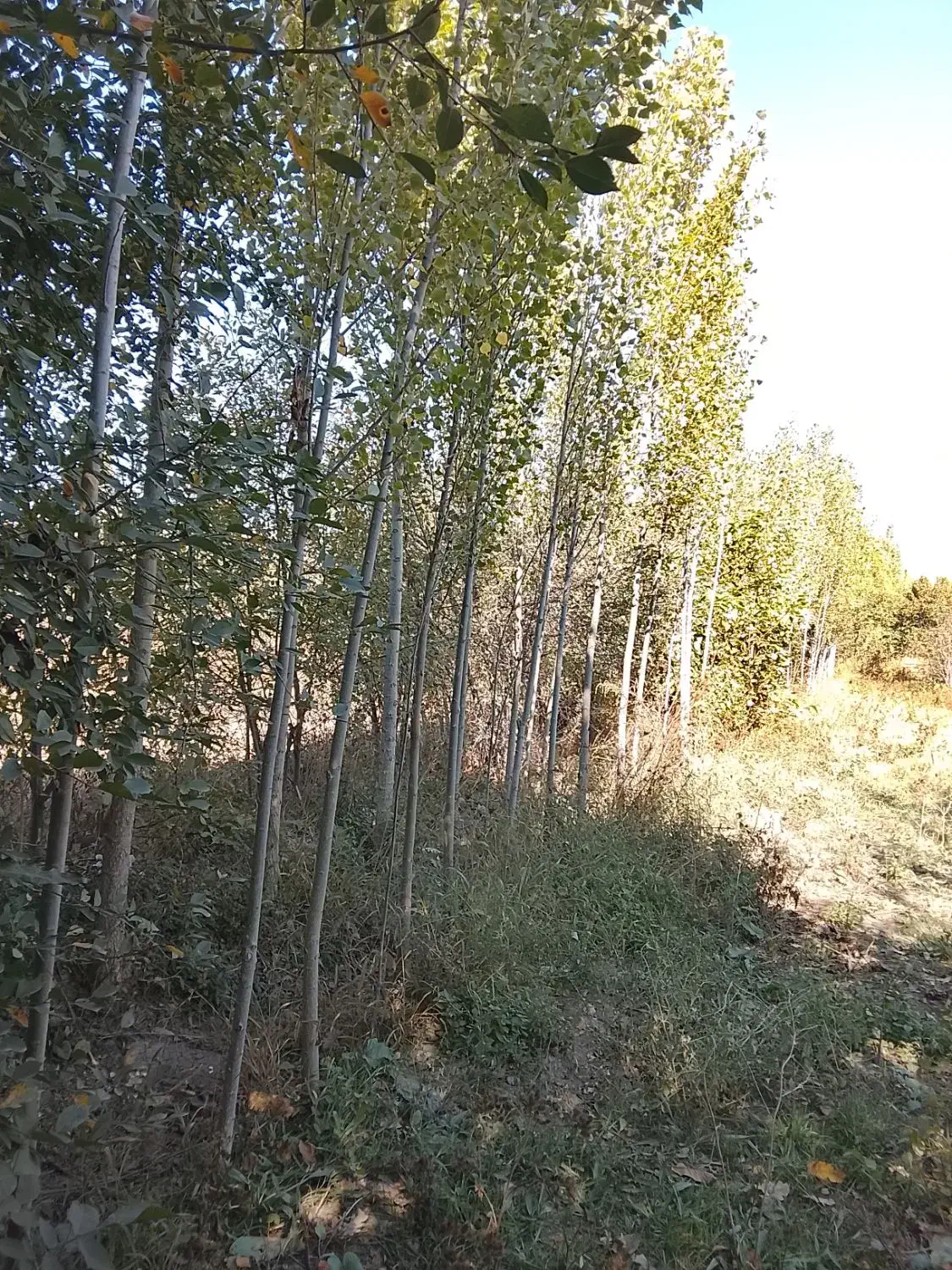 باغ فروشی|فروش دفتر صنعتی، کشاورزی، تجاری|فیرورق, |دیوار