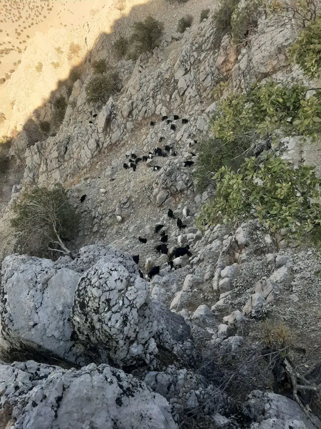 فروش ۴۰عددبز گون ۳عددبعده تخمی ۱۴عددتیشتر|حیوانات مزرعه|ایذه, |دیوار