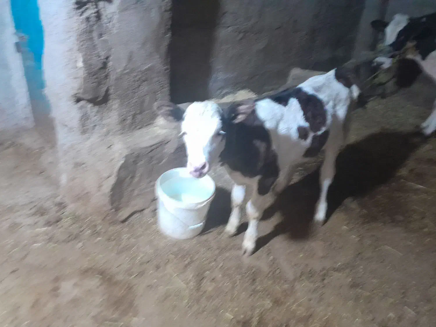 گاو و گوساله|حیوانات مزرعه|دیواندره, |دیوار