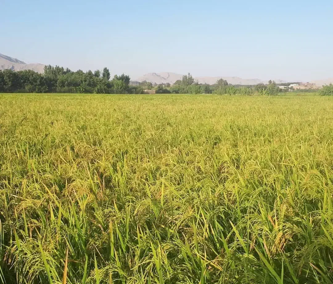 برنج مرغوب لنجان امسالی|عمده‌فروشی|لنجان, |دیوار