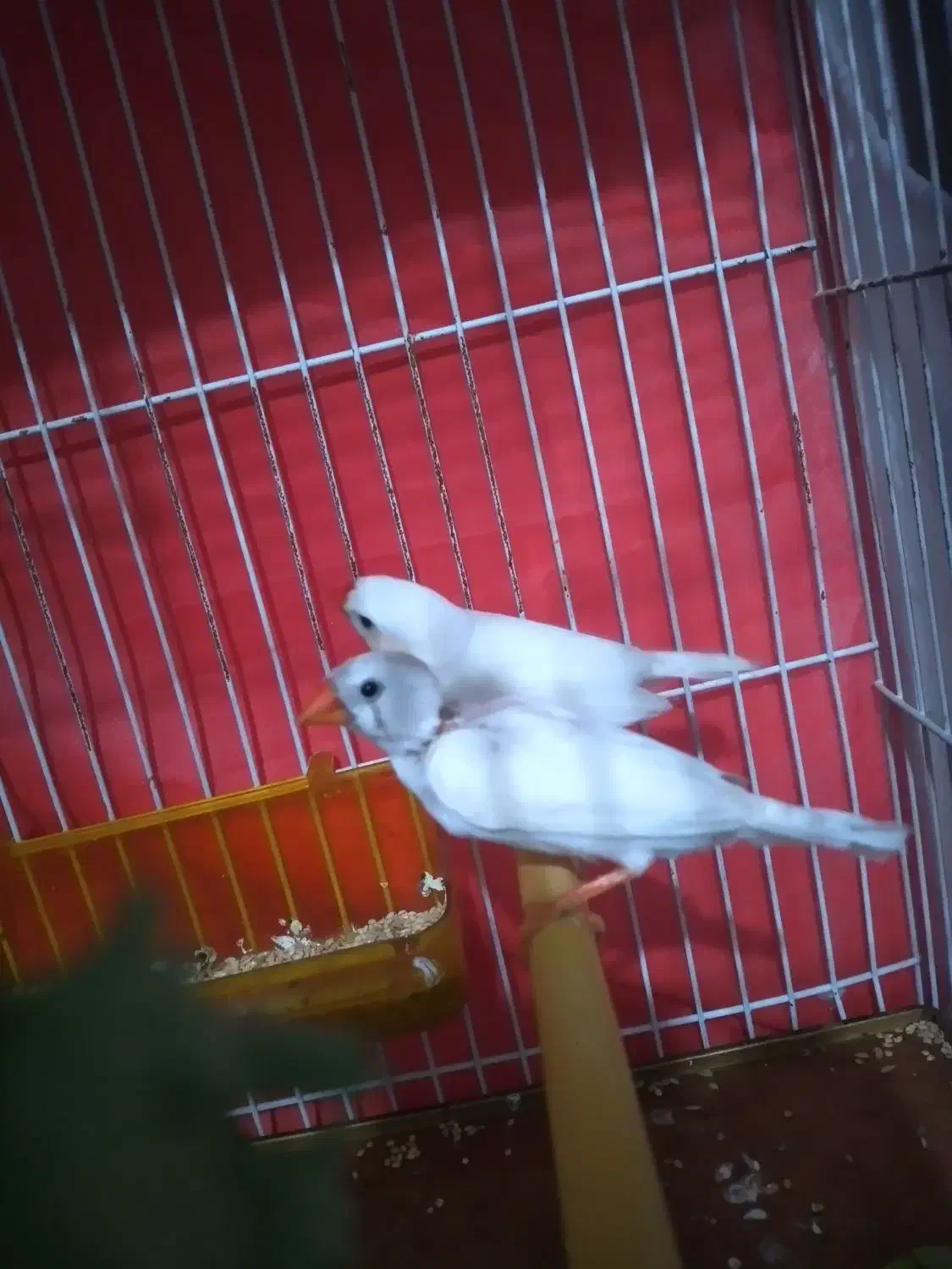 یک جفت فنج سفید زبیا و ۲ عدد مرغ عشق سرلاکی|پرنده|مشهد, نیزه|دیوار