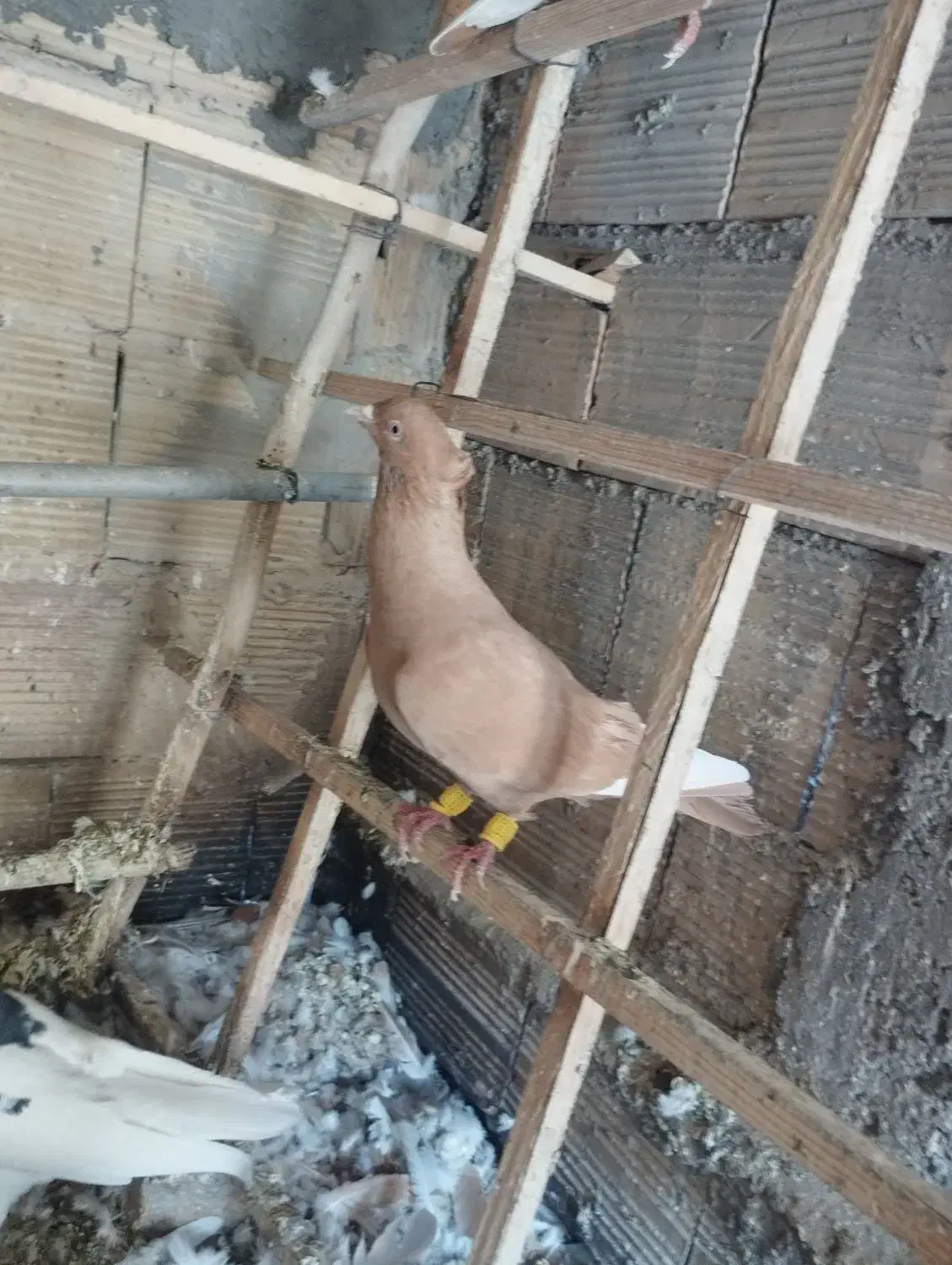 قارا|پرنده|محمدیه-قزوین, |دیوار