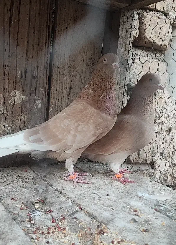 جفت زرد پرش بالا|پرنده|قم, بنیاد|دیوار