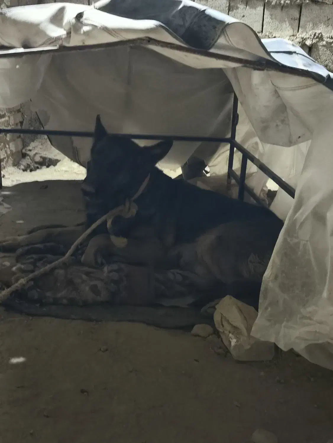 سگ ژرمن|سگ|میاندوآب, |دیوار